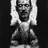 Vulpes_91